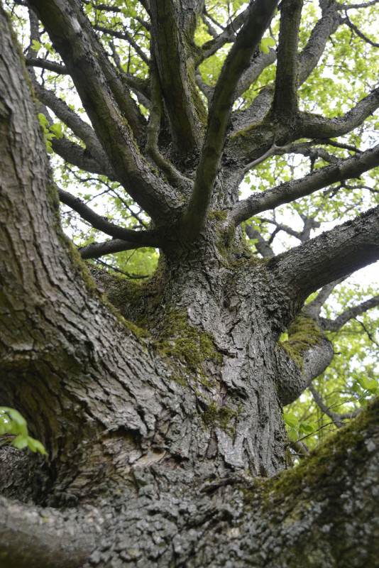 Arboretum de Chèvreloup - Jouons avec la nature_Le Chesnay-Rocquencourt - © Acer_campestre-S Gerbault Arboretum de Chèvreloup - Jouons avec la nature_Le Chesnay-Rocquencourt