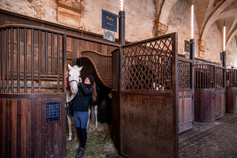 Dans les coulisses de l'Académie équestre (visite guidée)_Versailles - © Laure DENIS Dans les coulisses de l'Académie équestre (visite guidée)_Versailles