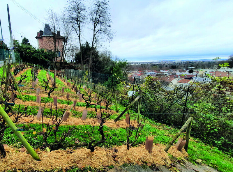 Jornadas Europeas del Patrimonio 2026 - Viñedos de Bougival_Bougival