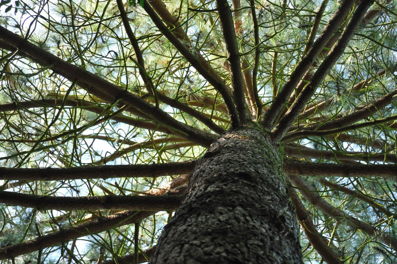 Arboretum de Versailles-Chèvreloup Pinus pseudostrobus apulcensis