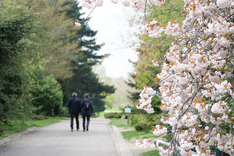 Arboretum de Versailles-Chèvreloup 