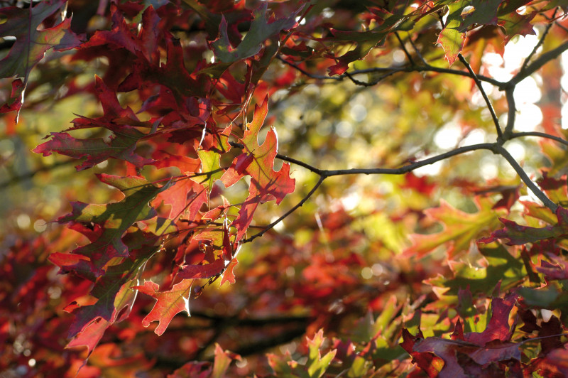 Arboretum de Versailles-Chèvreloup Quercus rubra