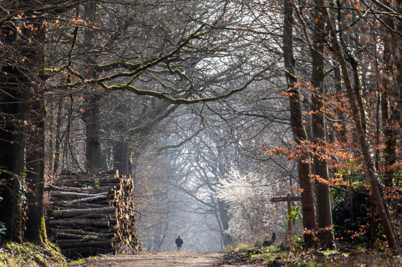 Balade en forêt en automne