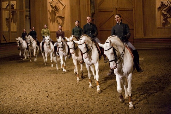 Académie équestre - spectacle équestre - écurie - chevaux - Versailles - Bartabas